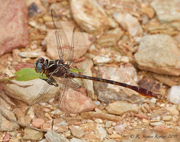 Aphylla williamsoni, male